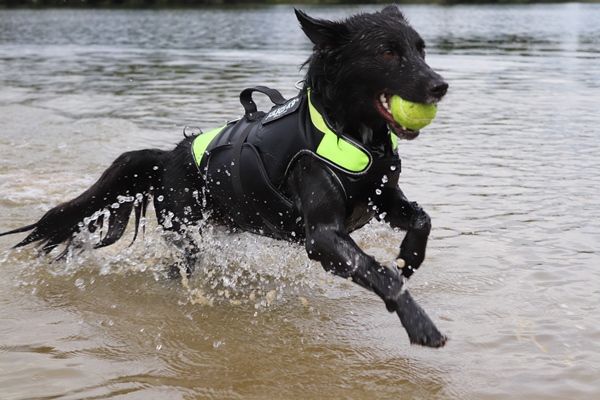 Ondraaglijk Vrijgekomen machine Je hond leren zwemmen met het Julius-K9 zwemtuigje