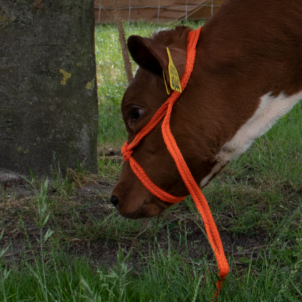 Halster Kalf Verstelbaar Breed Oranje afbeelding