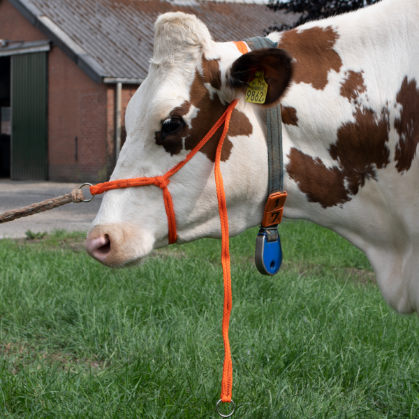 Halster Koe Groot Verstelbaar Breed Oranje afbeelding