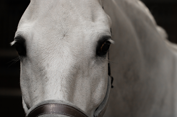 Lucky Horse Unicorn Zilver glitter spray afbeelding